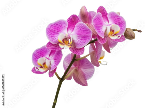 Isolated pink purple orchid plant blossoming, a delicate flower stem on light background