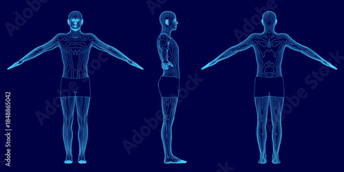 A man stands with arms outstretched against a blue background, his pose forming a clear anatomical contour set for medical or educational use.