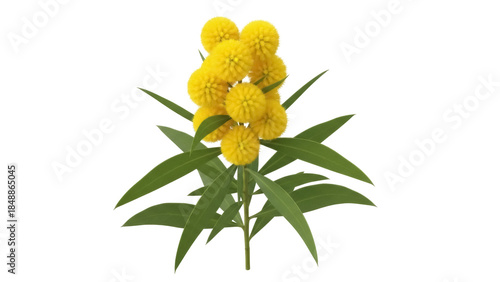 Isolated Yellow Billy Buttons Flower Head Plant Cluster, Native Australian Wildflowers Bloom