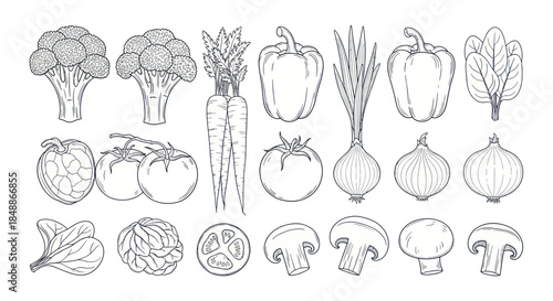 Collection of Fresh Healthy Vegetables in Outline Style