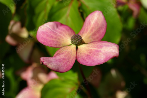 Japanischer Blumen-Hartriegel