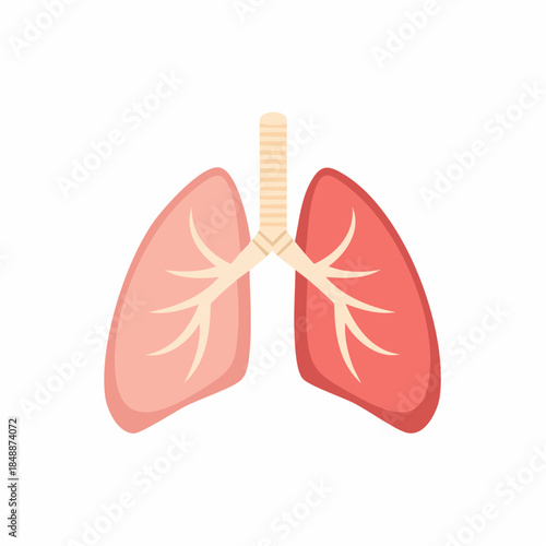 Lungs Anatomy Illustration Human Respiratory System Internal Organs Healthcare Pulmonary Concept