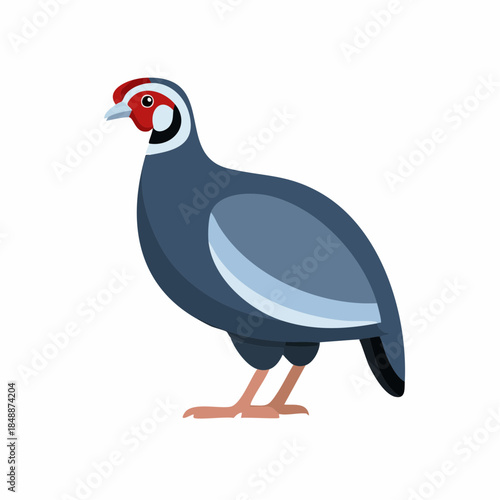 Helmeted guineafowl, isolated, bird in profile. Wildlife fowl with blue body, head and red wattle, animal species, poultry species