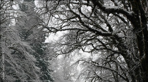 Bare, snow covered tree branches create a dense canopy against a bright sky in a winter forest scene