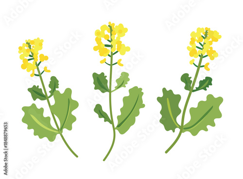 Mustard plants. Flat vector clipart, illustration with isolated background.