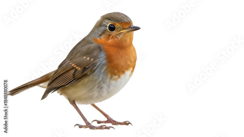 Obraz na plátně European robin isolated PNG on transparent background, small brown bird with ora