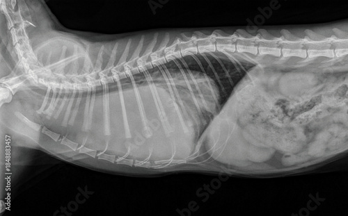 Radiographie de thorax de chat montrant une anomalie majeur, compatible avec une tumeur agressive