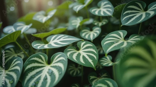 Tropical Leaves Motion Background – Heart-Shaped Philodendron Foliage with Natural Movement for Wellness, Spa and Nature-Themed Video Content