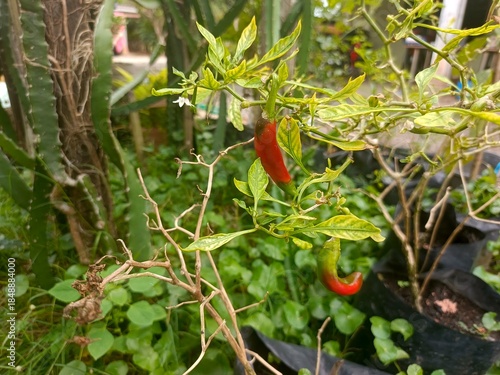 Red chili peppers ripening on a plant in a backyard garden