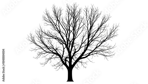 A Tall, Leafless Deciduous Tree with Extensive Branches in Winter Silhouette