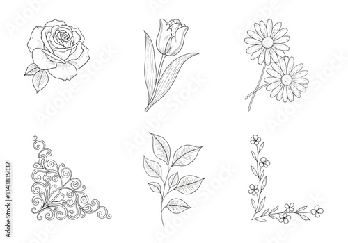 Six black and white botanical and ornamental line drawings