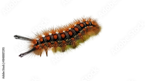 Rusty tussock moth caterpillar PNG isolated on transparent background, orange and black hairy insect for nature and wildlife designs