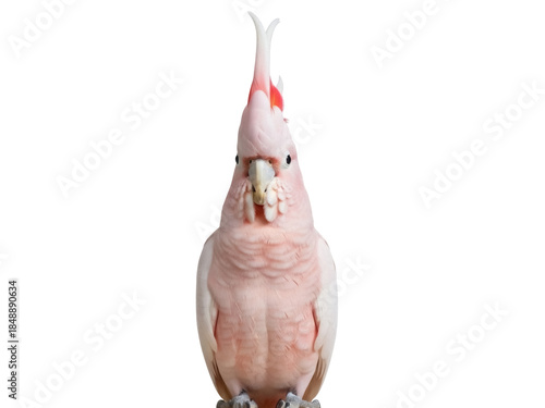 Canvas Print Isolated Major Mitchell's cockatoo with raised crest feathers, also known as Pin