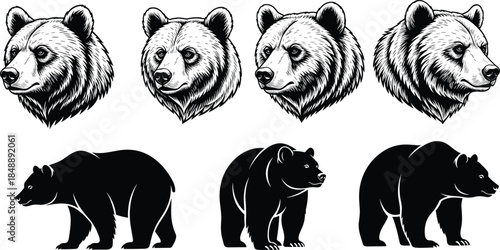 Hand Drawn Bear Illustration Collection Showing Detailed Grizzly Head Portraits And Full Body Silhouettes For Logo Tattoo Branding Vector