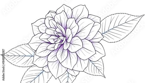 Elegant line art drawing of a hydrangea blossom, showcasing delicate petals and leaves, petals, black and white