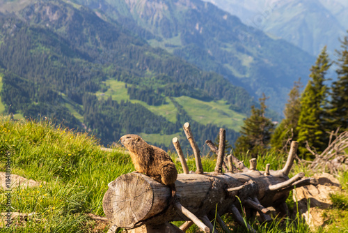 Wallpaper Mural Alpine marmot (Marmota marmota) in the Swiss Alps Torontodigital.ca