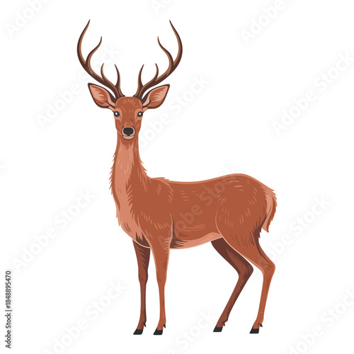 deer vector illustration