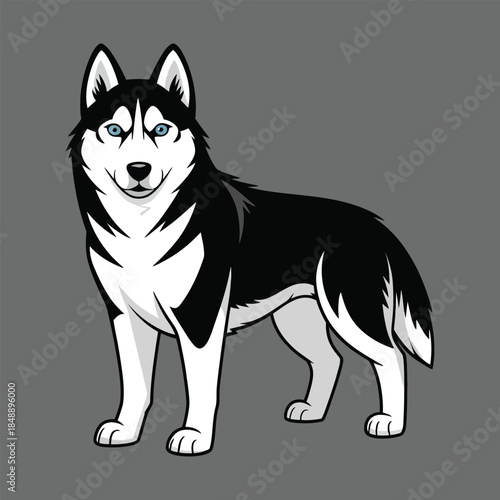 black and white dog