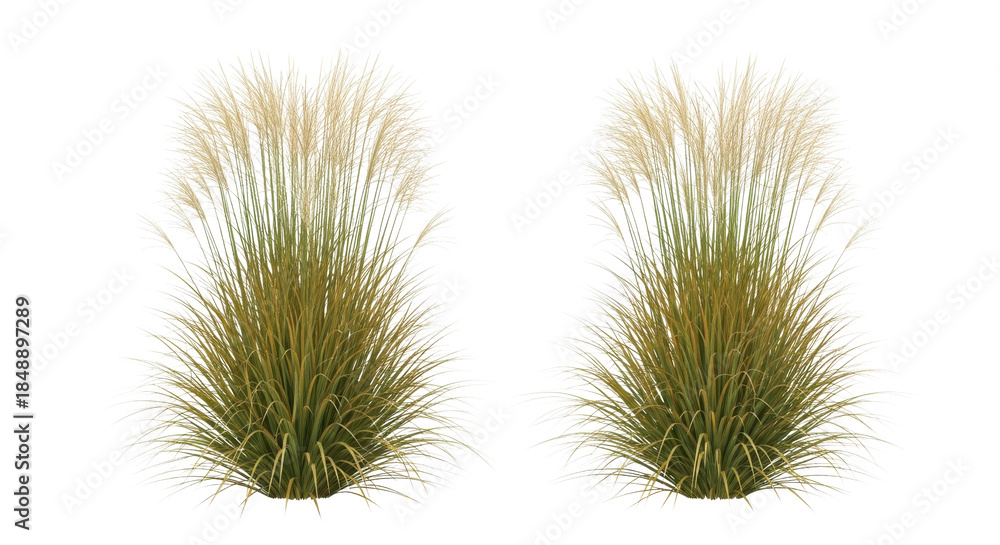 Obraz premium Two Isolated Clumps of Tall Ornamental Grass on White Background