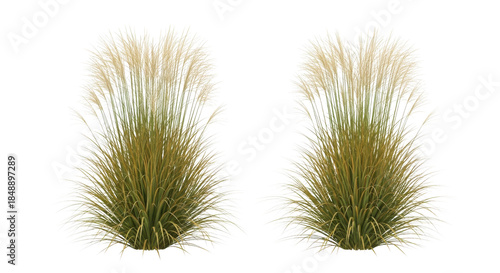 Two Isolated Clumps of Tall Ornamental Grass on White Background