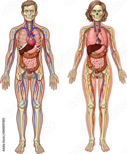 Complete Human Body Organs Anatomy Vector Illustration