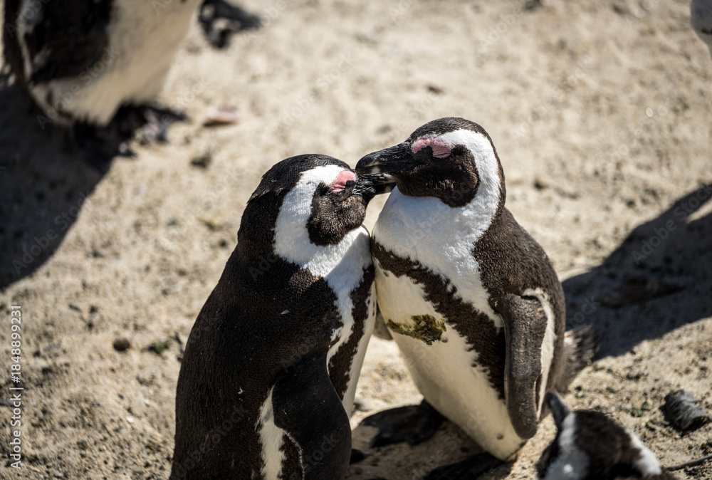 Obraz premium A couple of penguin are seeking a louse on their body at Boulder beach ,Cape Town 
