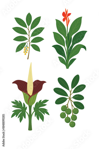 Tropical Exotic Flowers Edition #13—Tamanu, Corpse Flower, Canna Lily, and Java Vig. Vector Illustration. Design Element. Clip art. Suitable for artwork design. Editable for any design.