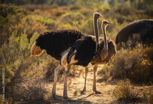 Couple of ostrich in the savannah with a sunlight 