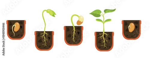 germination seed in flower pot sprout in soil vector
