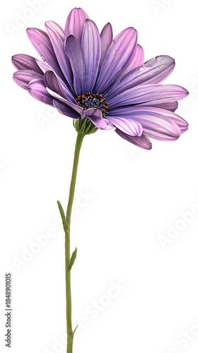Stunning purple daisy flower with green stem on white background