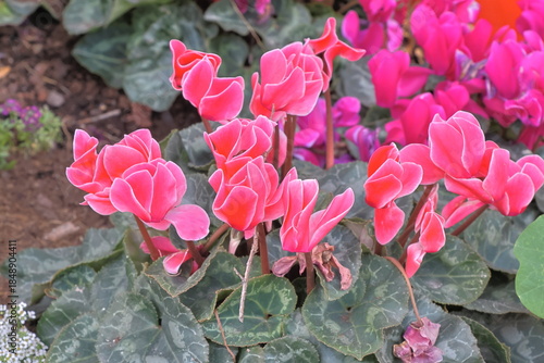 pink cyclamen flowers in the garden, closeup of photo