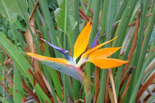Bird of Paradise flower, Strelitzia reginae.