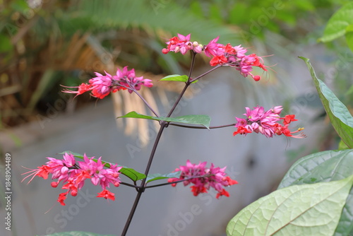pink flowers in the garden.Cleome spinosa L.)