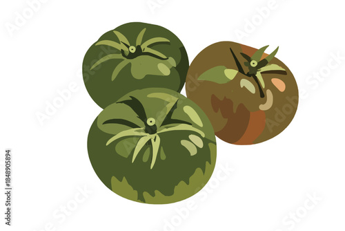 Green and unripe tomatoes illustration with one ripening