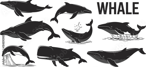 Whale silhouette vector, ocean mammal illustration, swimming and breaching poses, black design, marine life icons, aquatic nature concept, sea animal graphic
