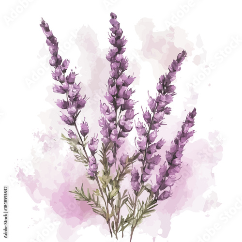 Hand-painted style, vectorized, vector set available in EPS An Elegant watercolor painting design_Watercolor_style_painting_of_a_heather_flower_on_a_white