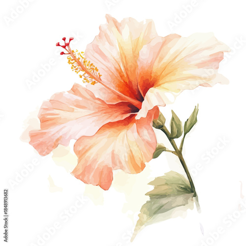 A Hand-painted style, vectorized, vector set available in EPS An Elegant watercolor painting design_Watercolor_style_painting_of_a_hibiscus_flower_on_a_white