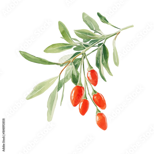 A_Watercolor_style_painting_of_a_goji_berry_plant_on_a_white, A Hand-painted style, vectorized, vector set available in EPS An Elegant watercolor painting design