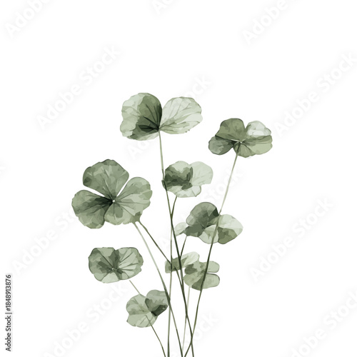 A_Watercolor_style_painting_of_a_gotu_kola_plant_on_a_white, A Hand-painted style, vectorized, vector set available in EPS An Elegant watercolor painting design