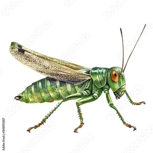 A Hand-painted style, vectorized, vector set available in EPS An Elegant watercolor painting design_Watercolor_style_painting_of_a_grasshopper_on_a_white