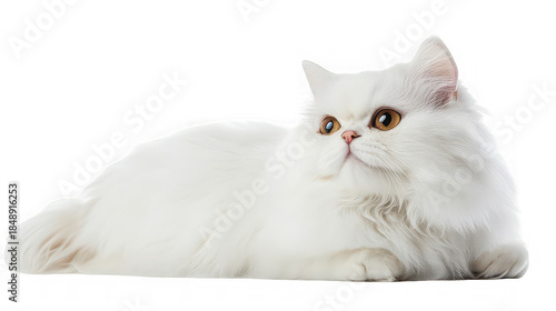 Fluffy Persian Cat Lying Down Isolated on White Background