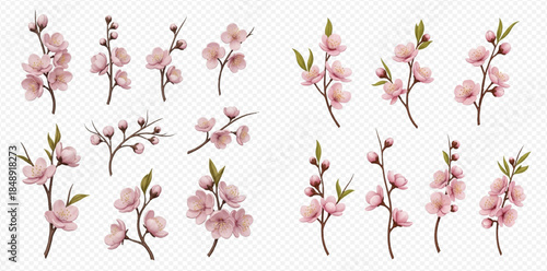Set of pink cherry blossom branches with delicate flowers and buds, perfect for spring designs.