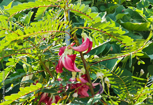 Obraz na plátně Red Sesbania grandiflora in the garden
