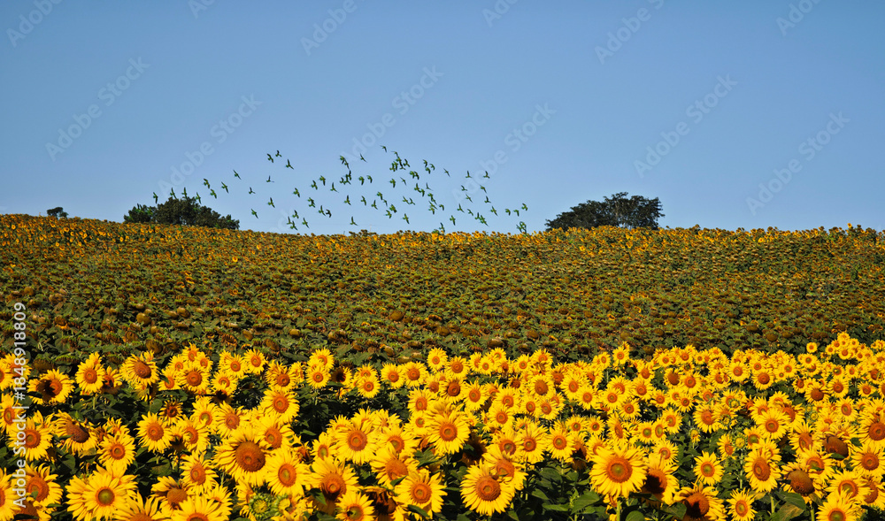Obraz premium a flock of parrots flying over a sunflower field