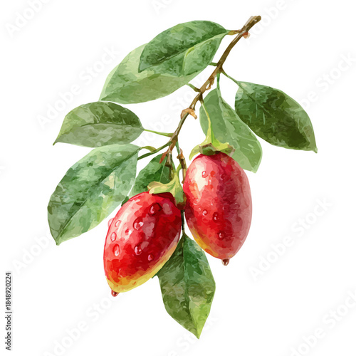 watercolor vector of Miracle Fruit, isolated on a white background.