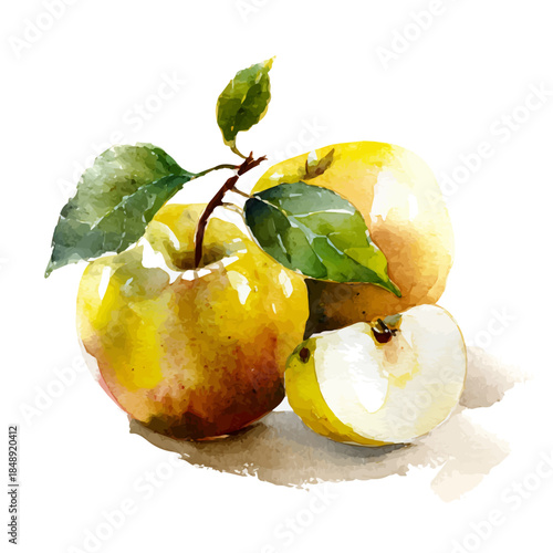 Apple Cider, watercolor vector, isolated on a white background.