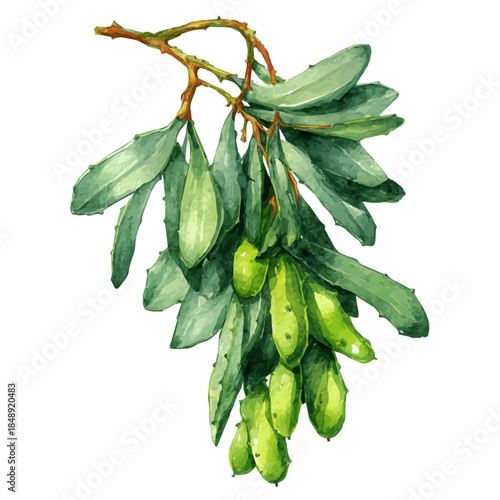 Mistletoe Cactus, watercolor clipart vector, isolated on a white background.