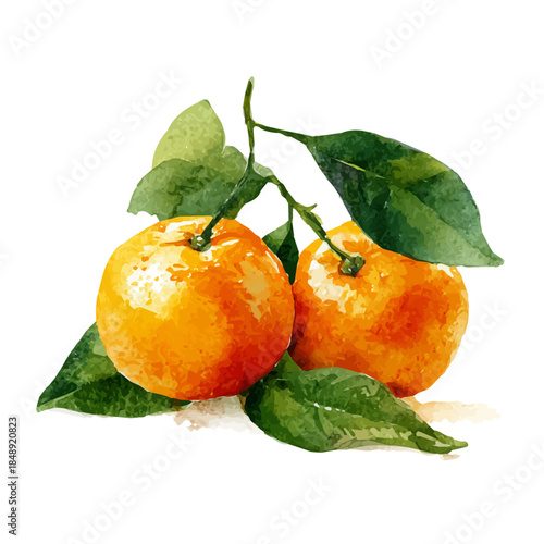 watercolor vector of Mandarin, isolated on a white background.