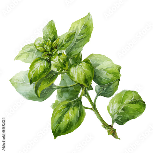 Basil, watercolor clipart vector, isolated on a white background.