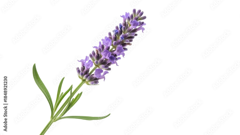 Naklejka premium Isolated lavender flower with green leaves on a stem, fresh herb or ingredient, aroma